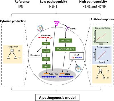Regulation of Early Host Immune Responses Shapes the Pathogenicity of Avian Influenza A Virus